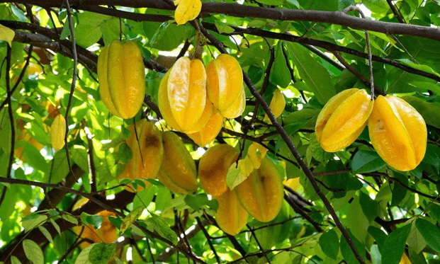 Story of kerupara fruit processing unit: maximizing harvest,  Boosting farmer prosperity 